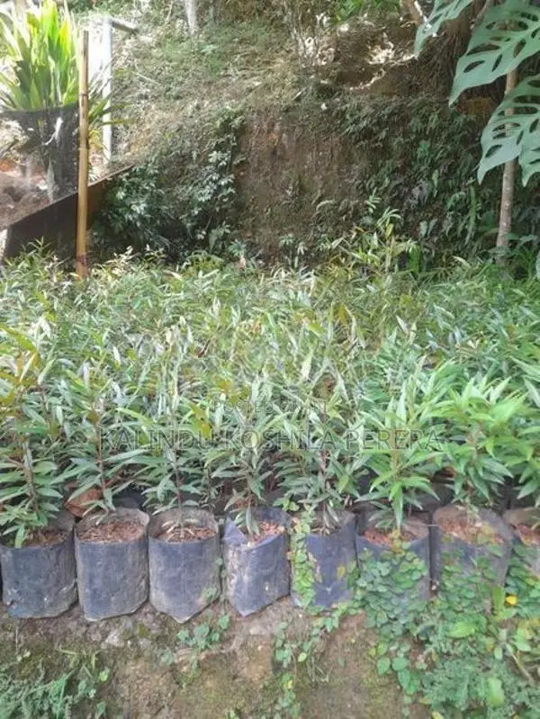 Areca Palm Plants