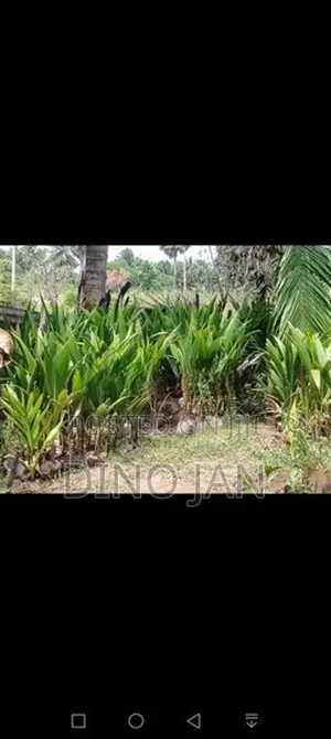 Coconut Plants
