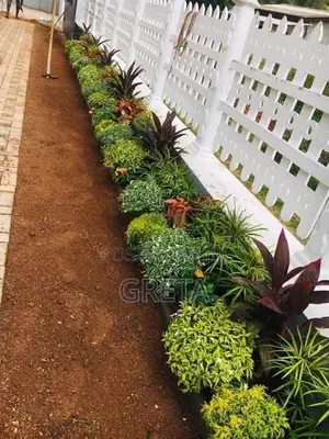Malaysian Grass Carpet