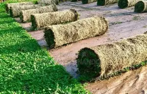 Malaysian Grass