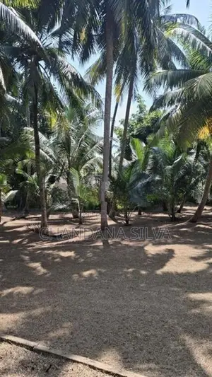 Massive Land With a House පානදුර