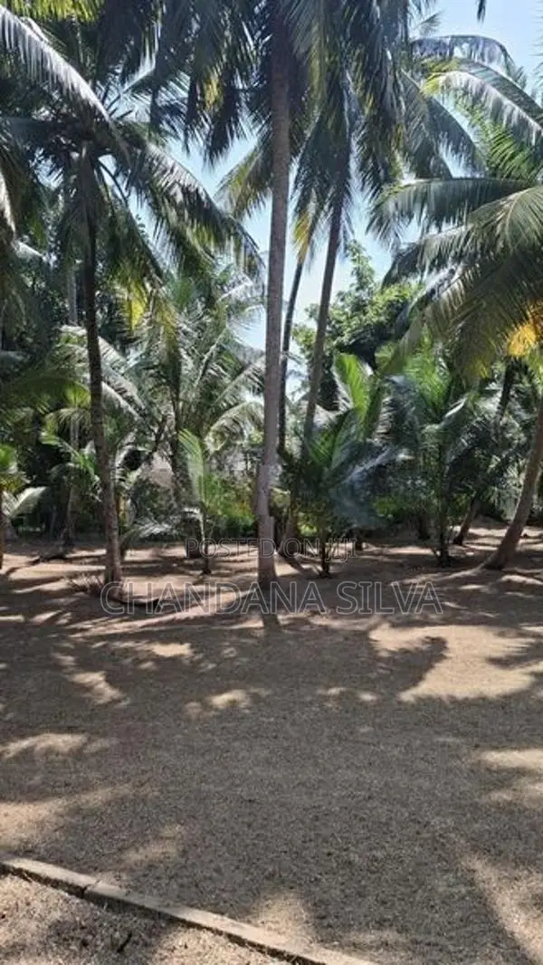 Massive Land With a House පානදුර