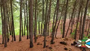 High Demand Area Ella Land For Sale