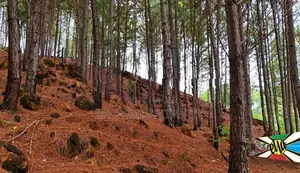 High Demand Area Ella Land For Sale