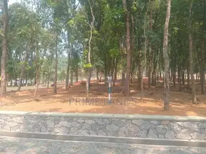 වටිනා මහෝගනී වත්තක් පිලියන්දල නගර සීමාවෙන්
