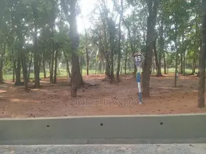 වටිනා මහෝගනී වත්තක් පිලියන්දල නගර සීමාවෙන්