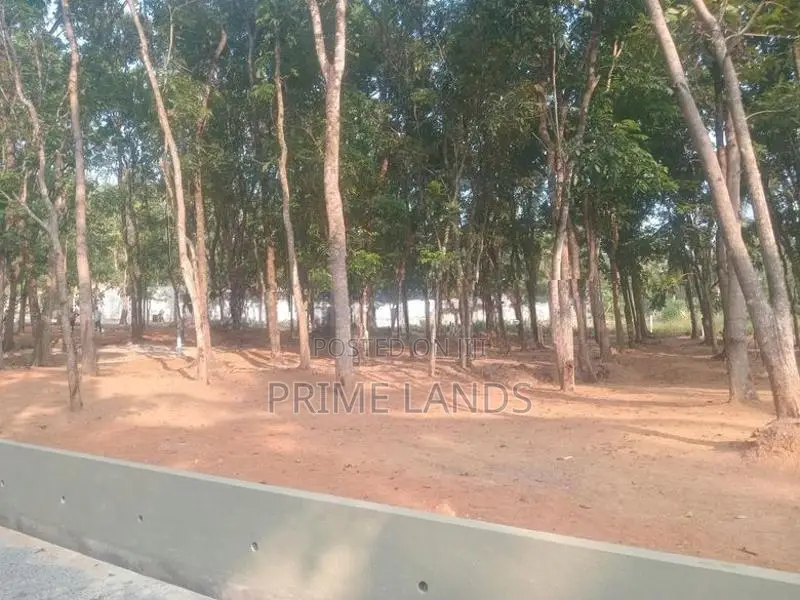 වටිනා මහෝගනී වත්තක් පිලියන්දල නගර සීමාවෙන්