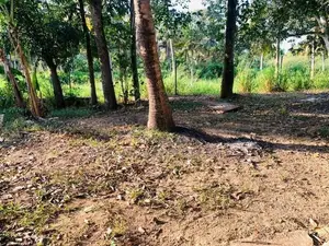 පර්චස් 12 බිම් කොටසක් උදම්මිට දඹදුරයෙන්