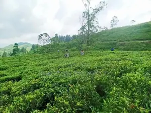 Land for sale in Hatton