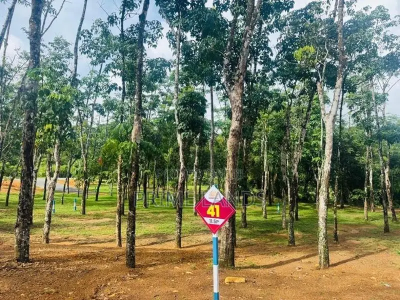බැල්ලපිටිය වල්පිට පාරෙන් වටිනා බිම්කොටස් විකිනීමට