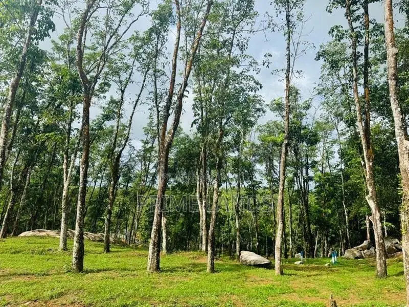 බැල්ලපිටිය වල්පිට පාරෙන් වටිනා බිම්කොටස් විකිනීමට