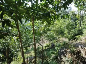 Bulathkohupitiya ‎අක්කර 1 ක ඉඩම / SA 14098