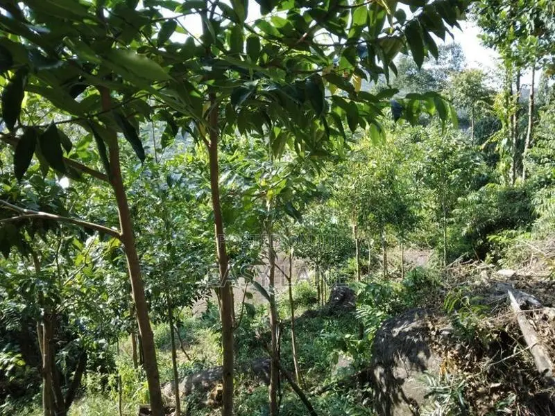 Bulathkohupitiya ‎අක්කර 1 ක ඉඩම / SA 14098