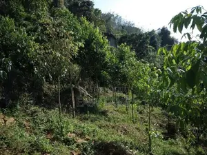 Bulathkohupitiya ‎අක්කර 1 ක ඉඩම / SA 14098