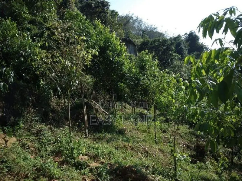 Bulathkohupitiya ‎අක්කර 1 ක ඉඩම / SA 14098