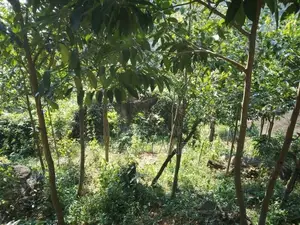 Bulathkohupitiya ‎අක්කර 1 ක ඉඩම / SA 14098