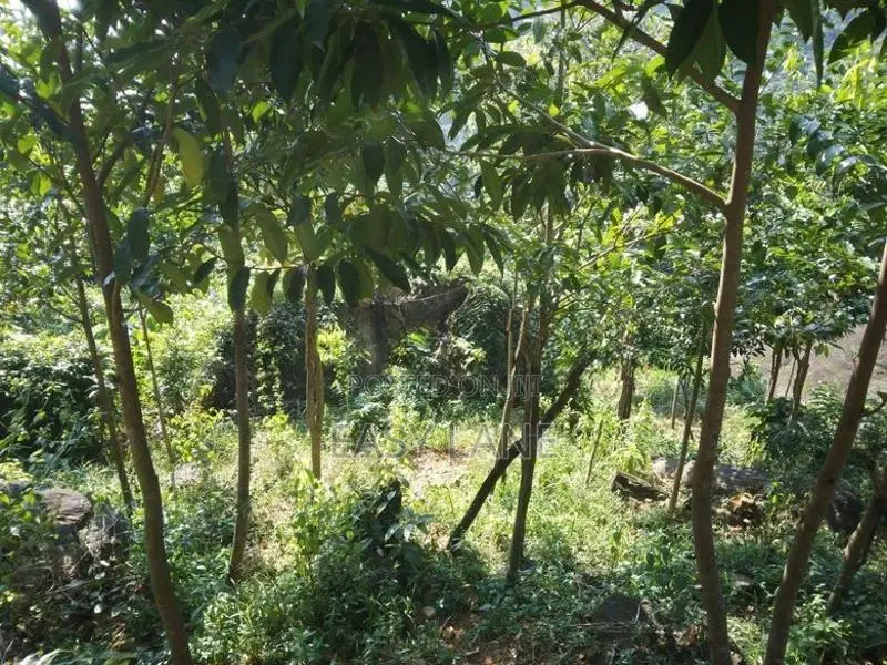 Bulathkohupitiya ‎අක්කර 1 ක ඉඩම / SA 14098