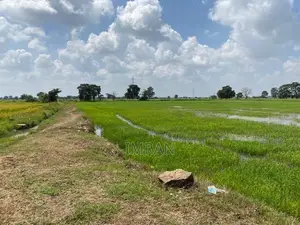 Padifield in Kantale