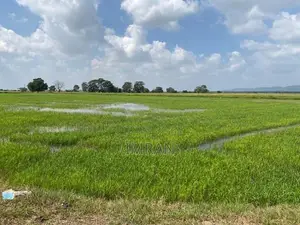 Padifield in Kantale