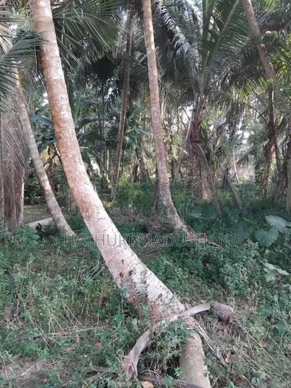 Land for sale in Wadduwa