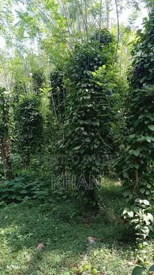 Land for Sale Matale