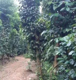 Land for Sale Matale