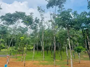 Land for Sale in Ballapitiya