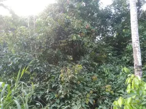 පලතුරු ගස් සමග අක්කර කාලක බිම් කොටස් විකිණීමට -මීගොඩ