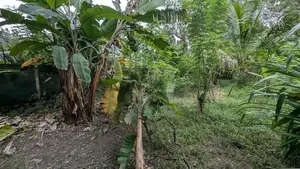 ගම්පහ – ඉඳිගොල්ලෙන් වටිනා බිම් කොටසක් විකිණීමට / KM 13828