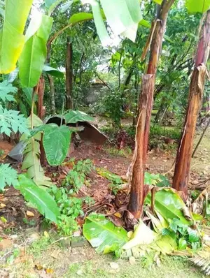 COMMERCIAL LAND FOR RENT IN KELANIYA (SP1268)