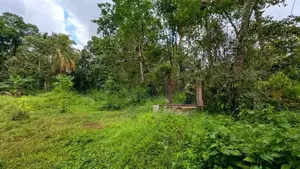 කඩවත වෑබඩින් වටිනා ඉඩමක් විකිණීමට / KM 11545