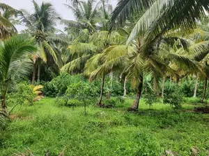 Land for Sale in Dambulla - දඹුල්ලෙන් ඉඩමක් විකිණීමට