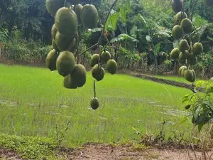 Land for Sale in Dambulla - දඹුල්ලෙන් ඉඩමක් විකිණීමට