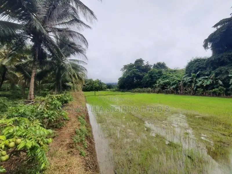 Land for Sale in Dambulla - දඹුල්ලෙන් ඉඩමක් විකිණීමට