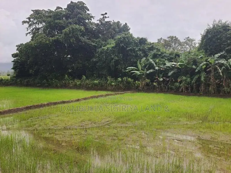 Land for Sale in Dambulla - දඹුල්ලෙන් ඉඩමක් විකිණීමට