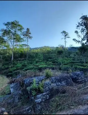 10 Acre Tea Estate for Sale in Matale