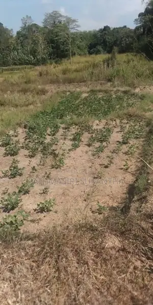 බිබිලේ Land Sale