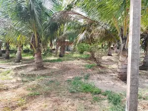 Coconut Farm Land for Sale in Trincomlaee
