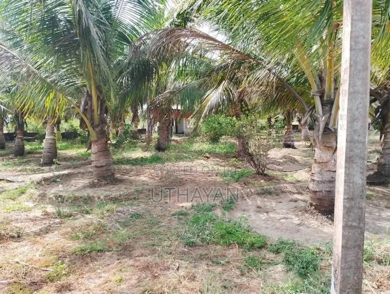 Coconut Farm Land for Sale in Trincomlaee