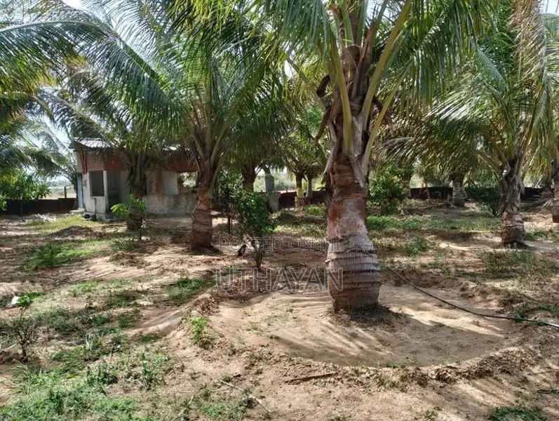Coconut Farm Land for Sale in Trincomlaee