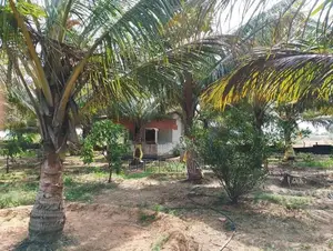 Coconut Farm Land for Sale in Trincomlaee