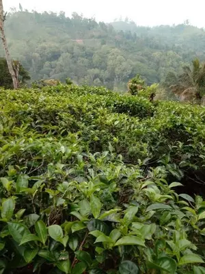 Tea Estate for Sale Attampitiya