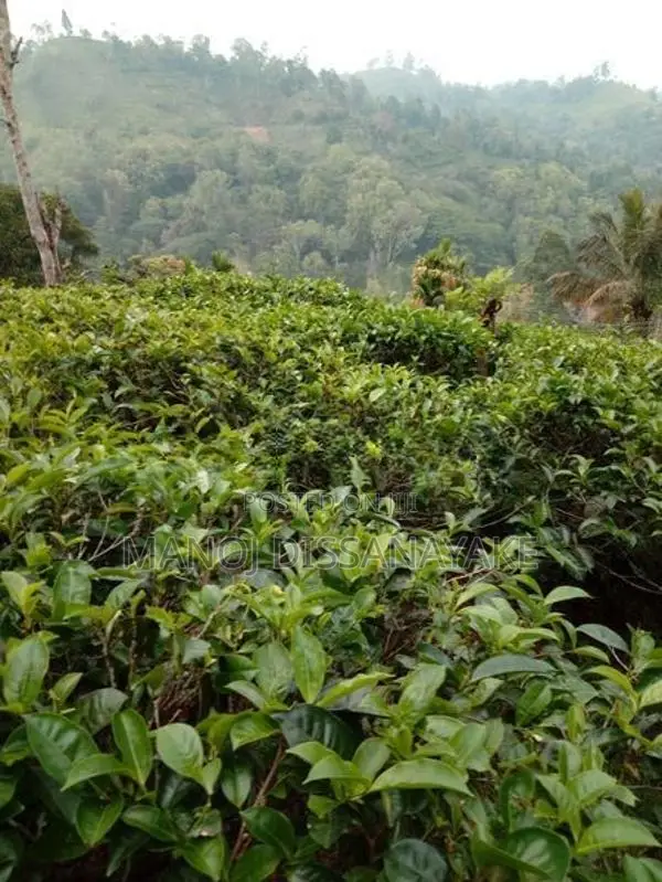 Tea Estate for Sale Attampitiya