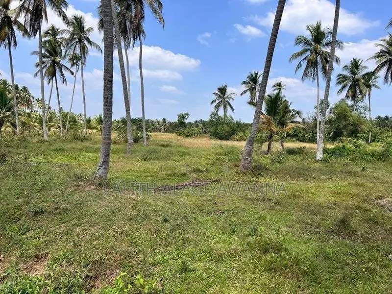 Coconut Land for Sale Makandura