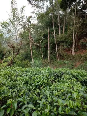 Tea Estate for Sale Attampitiya