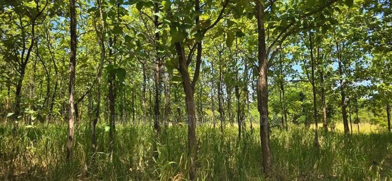 Land for Sale in Dambulla