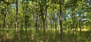 Land for Sale in Dambulla