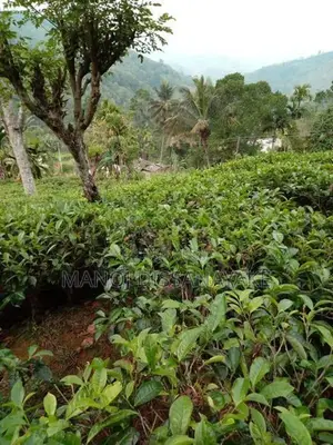 Tea Estate for Sale Attampitiya