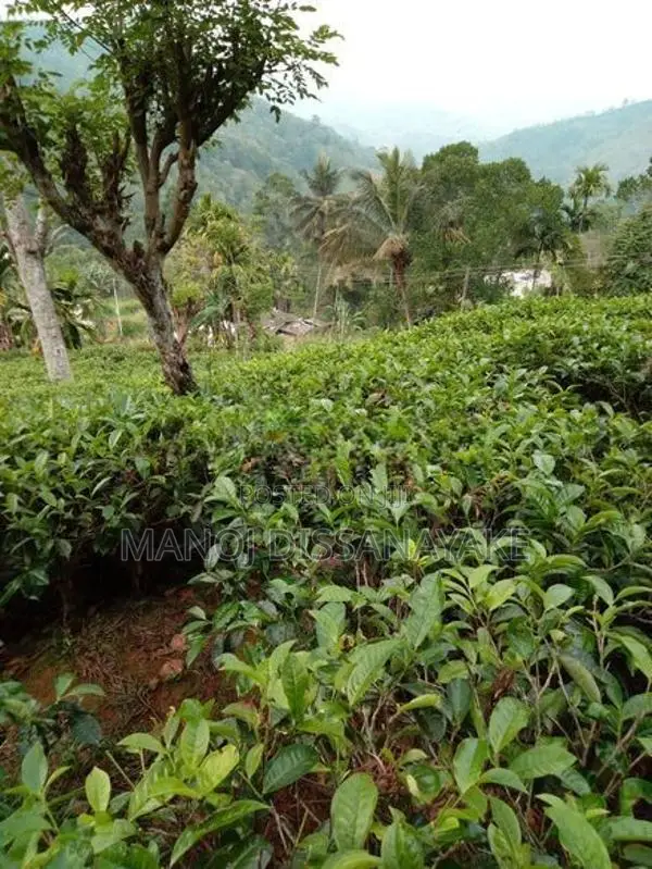 Tea Estate for Sale Attampitiya