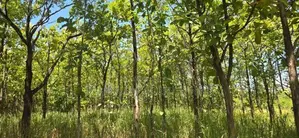 Land for Sale in Dambulla